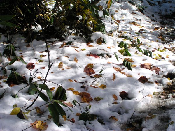 新雪に落葉模様