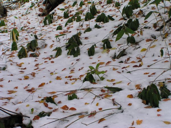 雪上模様