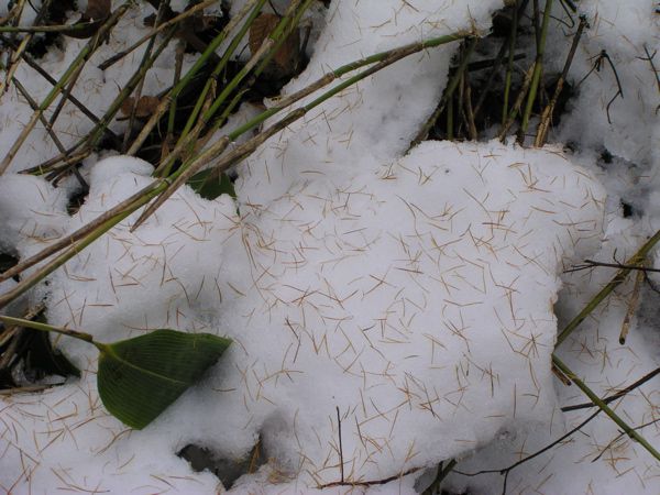 雪にカラマツ