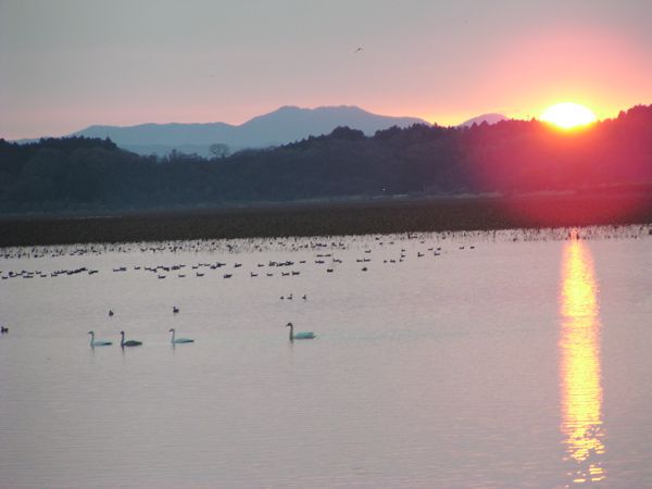 宮城県　伊豆沼