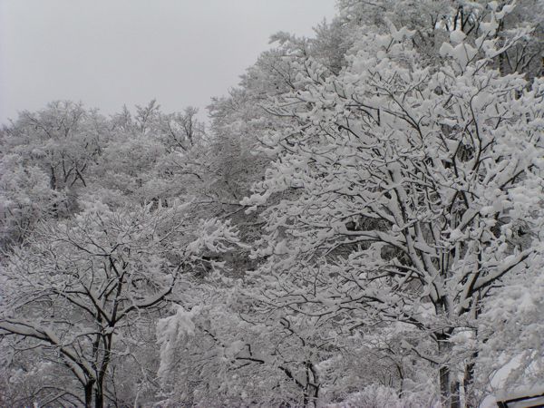 雪の華