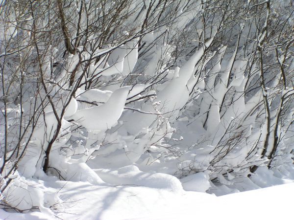 低木に雪が