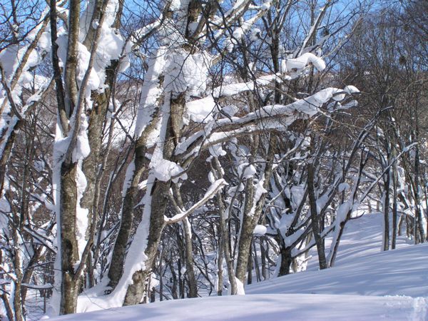 着雪のブナを追う