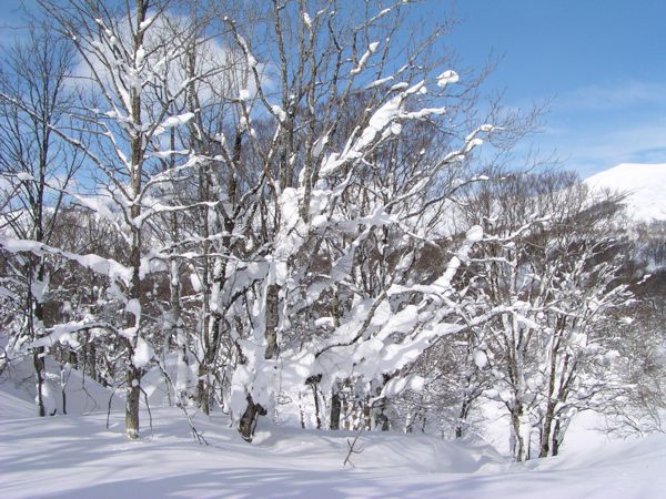 小さく見える巨大ブナ