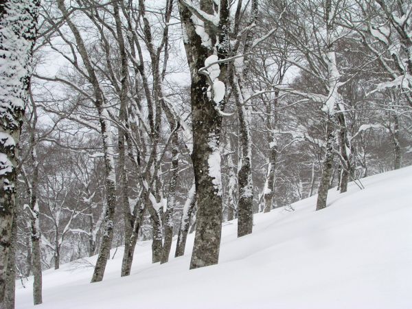 ここにも原始林が　1