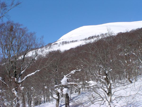 姥ヶ岳南斜面