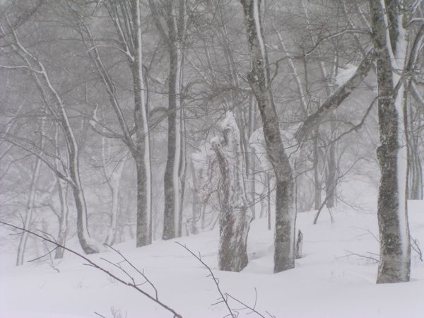 風雪に耐えて