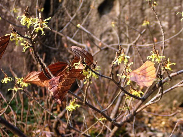 こんなに咲きました