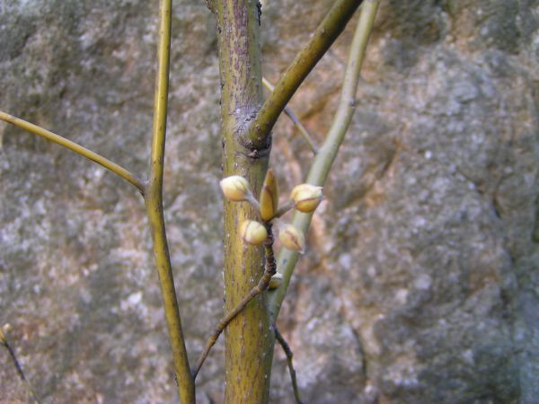 クロモジの芽だし