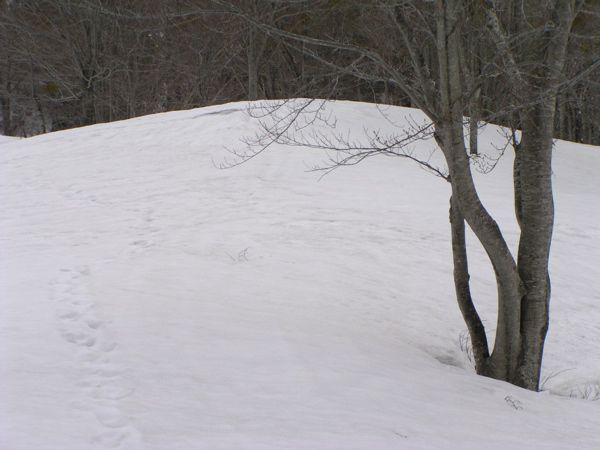 雪の中