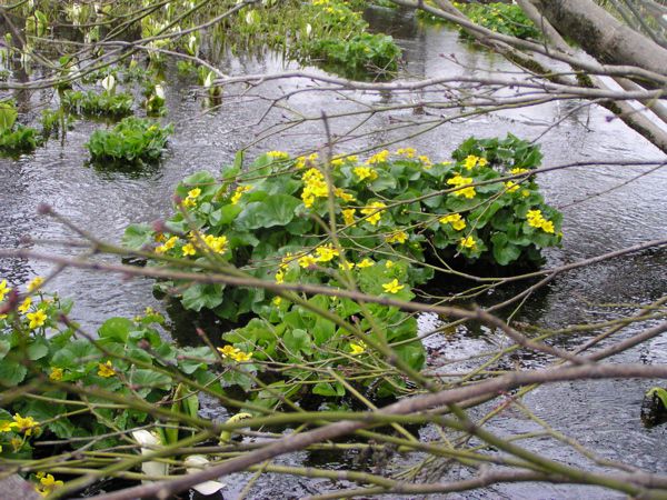 リュウキンカ 2