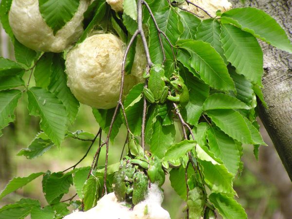 モリアオガエル　2