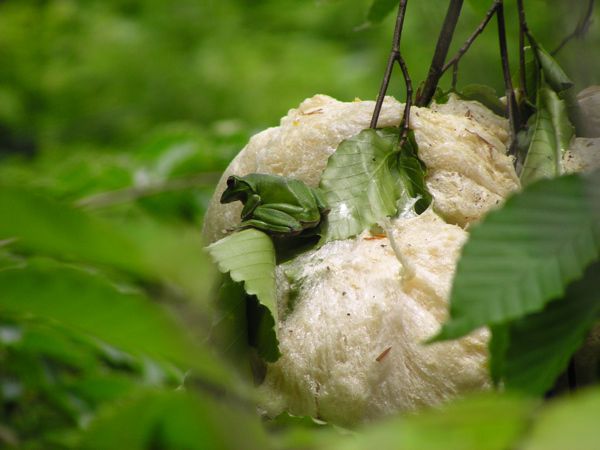 モリアオガエル3