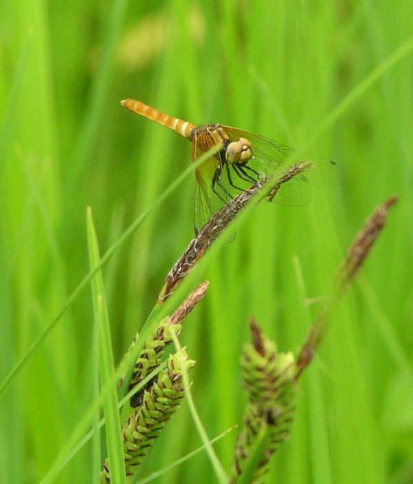 ハッチョウトンボ　2
