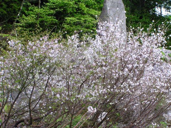 ミネザクラの咲く季節