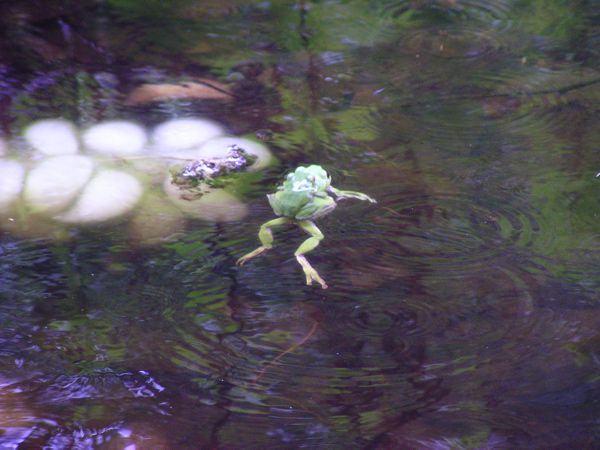 梅雨入り