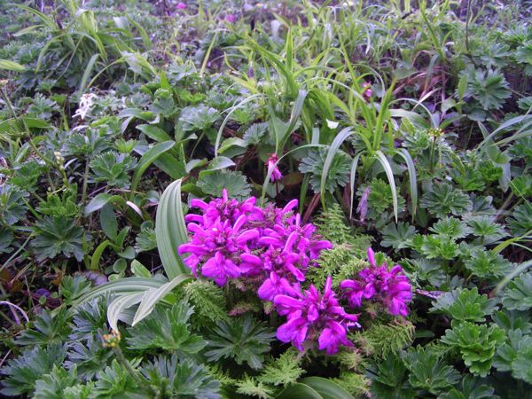 ミヤマシオガマ