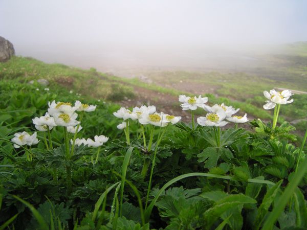 ハクサンイチゲ