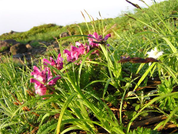 朝日の中のシオガマ