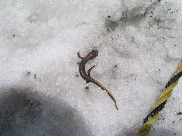 ハコネサンショウウオ