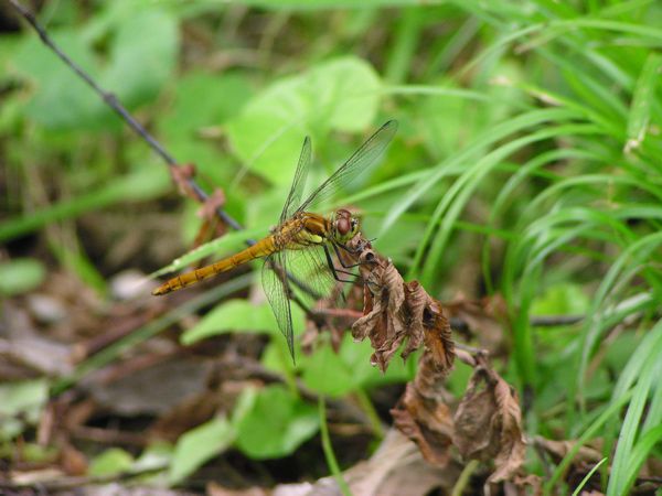 アキアカネ　1