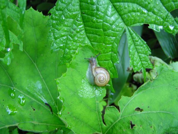 キヌガサソウに逢いに行く日