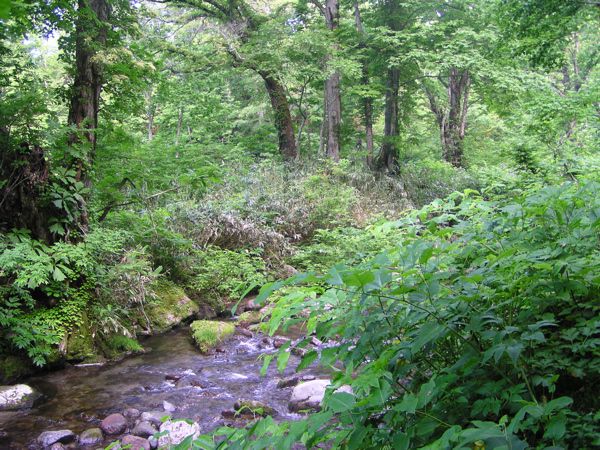 もや立ちこめて