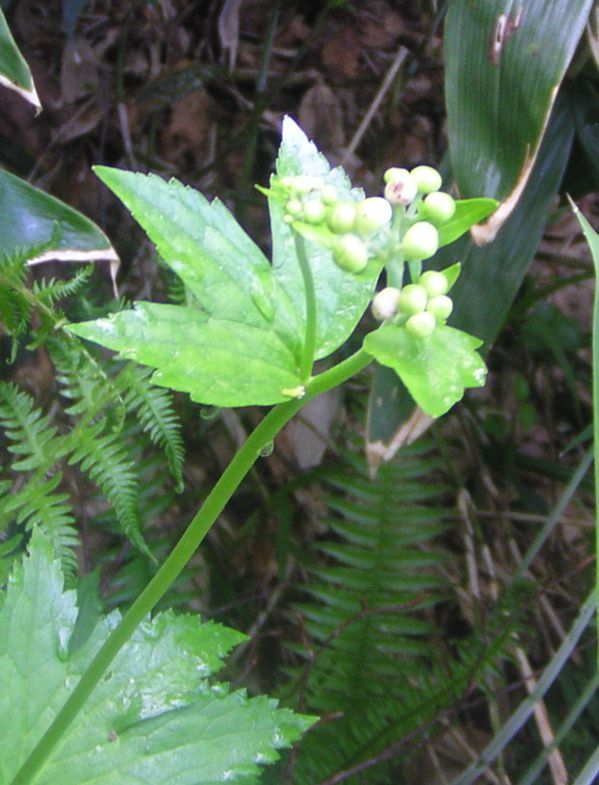 涼しげなカラマツソウ
