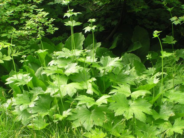 モミジカラマツ