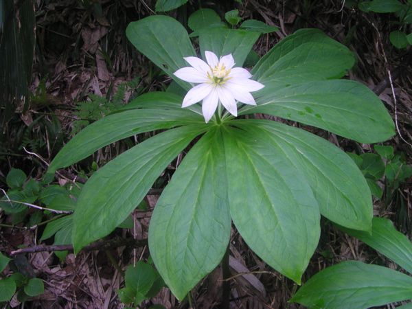 キヌガサソウ　1