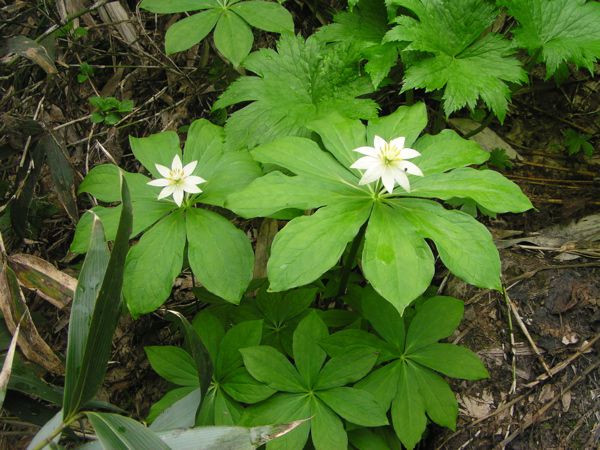 キヌガサソウ　2