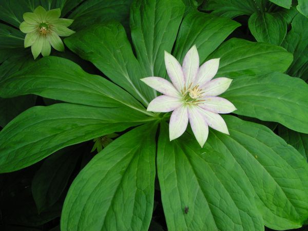 キヌガサソウ　3