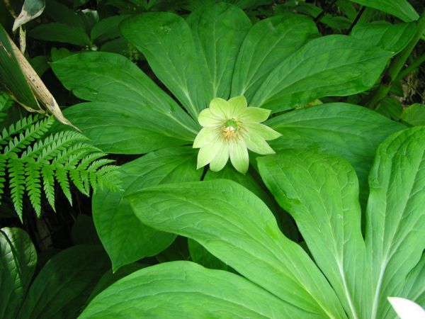 キヌガサソウ　4