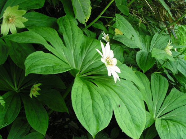 キヌガサソウ　5