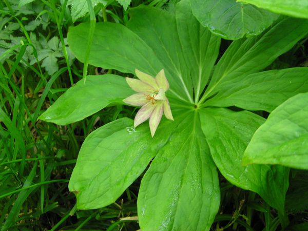 キヌガサソウ　6