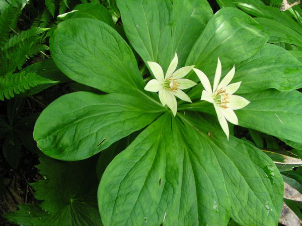 キヌガサソウ　7