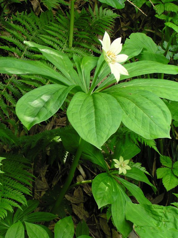 キヌガサソウ　8