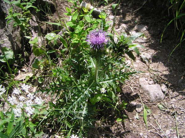 ナンブタカネアザミ