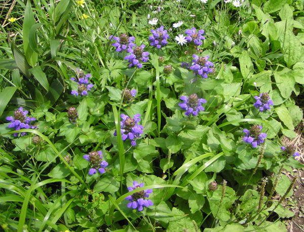 タテヤマウツボ