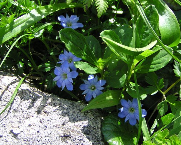 ミヤマリンドウ