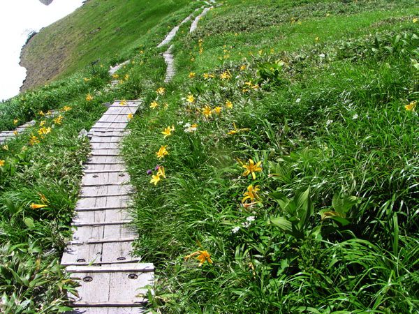 オンパレードのニッコウキスゲ