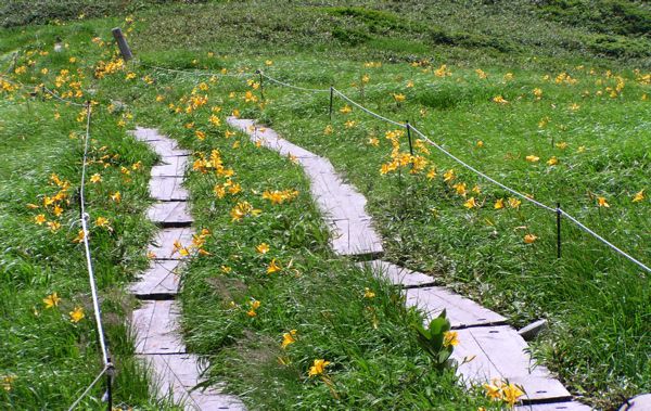 ニッコウキスゲ　1