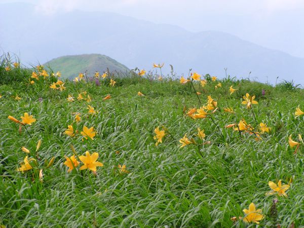 ニッコウキスゲ　3