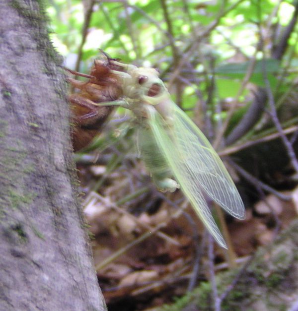 セミの一生を見る