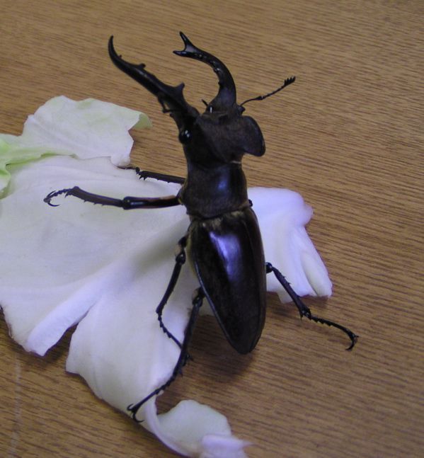 福島のファミリー