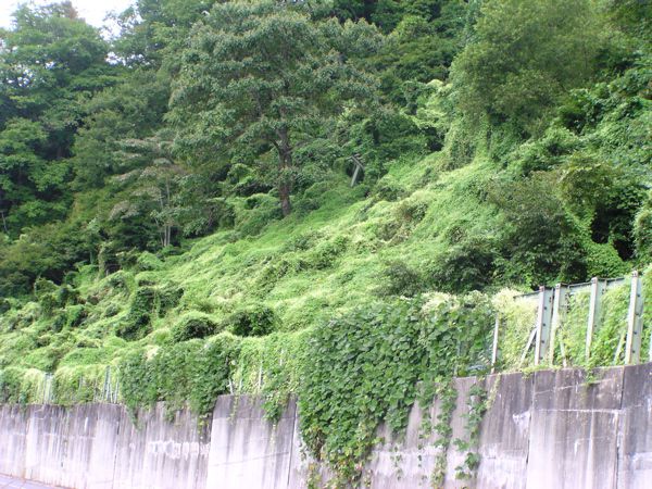 ミヤマニガウリの世界