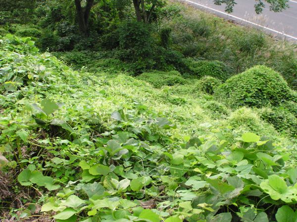 ミヤマニガウリの世界　2