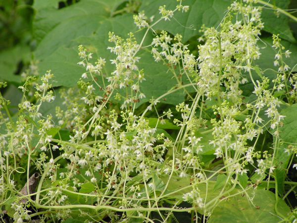 ミヤマニガウリ　3