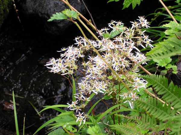 ミヤマダイモンジ