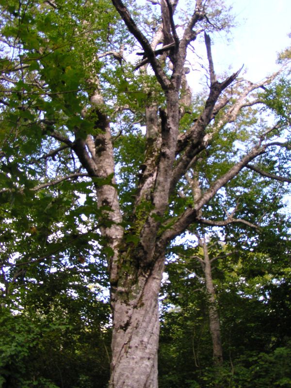 清水コースの一本ブナ　1